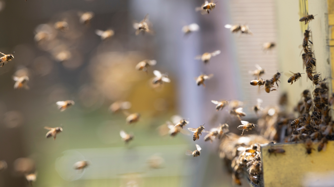 Subscribe to journey with the bees!